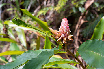 Unopened Shell-flower Blossom
