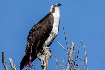 Male osprey looking up at Heaven