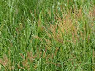 Green grass and brown grass blown by the wind Blurred backgrounds of brown grass flowers in the park. Beautiful sunlight during the day time.Imperata cylindrica is a grass in the Poaceae family.
