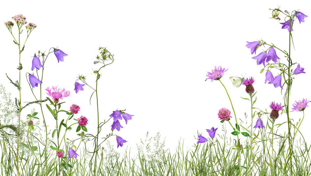 Meadow with wild flowers, transparent background