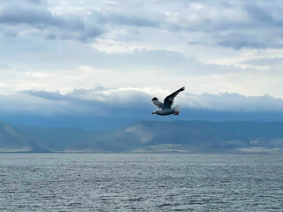 Fototapeta na wymiar Seagull flying in the sky over Lake Baikal
