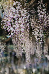 Beautiful flowers of Wisteria in a spring garden on a sunny day.