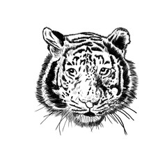 Tiger sketch 