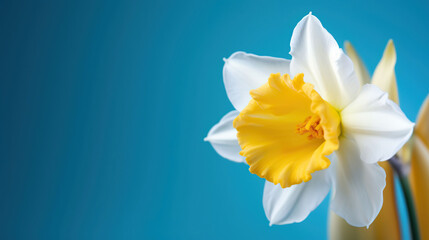 Fototapeta premium Yellow white daffodil, narcissus, jonquil flower close up on bright blue background with copy space for text. Generative AI