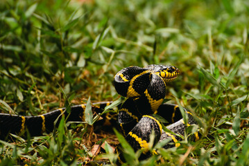 Snake in grass. The banded krait, Bungarus fasciatus is a species of elapid snake, is venomous and its bite may be deadly to humans, it is shy, primarily nocturnal, and not particularly aggressive