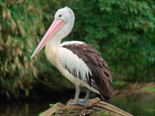An Australian pelican (Pelecanus conspicillatus) on a dead tree lying in the water. May 2023, Walsrode Germany.