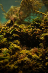 Stone covered with algae look like corals. The bottom of the sea bay. Underwater world in macro. Fishing harbor. The kingdom of Poseidon. Small seaweed. Rusty steel bars under water.