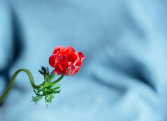 Red anemone flower against blue background with copy space. Red Anemone Oregana anniversary present.