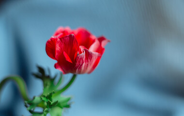 Red anemone flower against blue background with copy space. Red Anemone Oregana anniversary present.