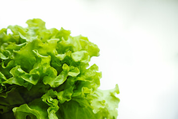 Lettuce salad leaves on white background. Green salad ingredients. Gourmet edible  organic diet.