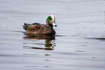 American Wigeon in the water