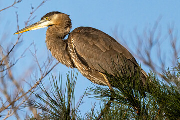 Great Blue heron in tree at sunrise