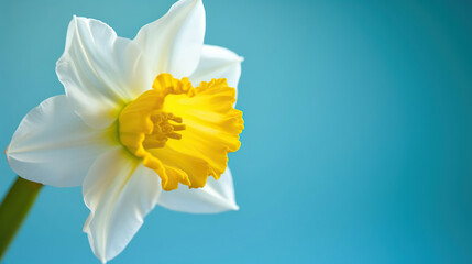 Fototapeta na wymiar Yellow white daffodil, narcissus, jonquil flower close up on bright blue background with copy space for text. Blank template for Mother's day, women's day, Generative AI