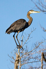 Great Blue heron in tree at sunrise