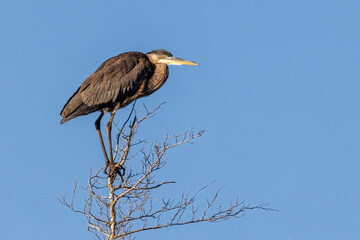 Great Blue heron in tree at sunrise