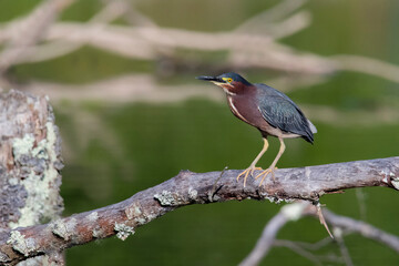 Little green heron on a tree branch