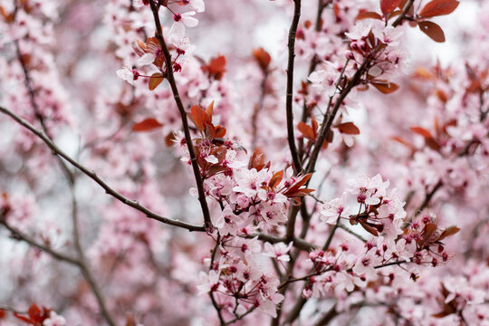 Cherry plum blossoms in spring. Prunus cerasifera.