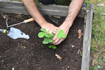 family planting strawberries together in vegetable garden