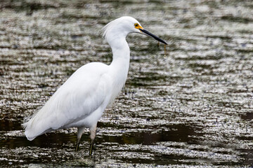 Great white egret in the water