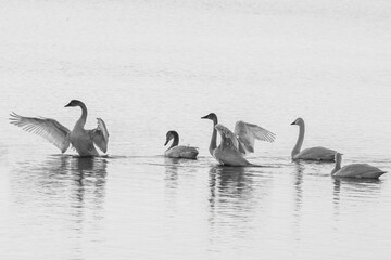 Wild swans in water with wings open