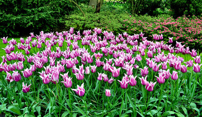 Keukenhof Tulip Gardens, Amsterdum, Holland