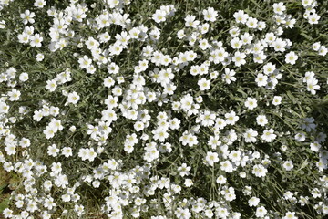 Small white jaskolka flowers among little green leaves, top view.