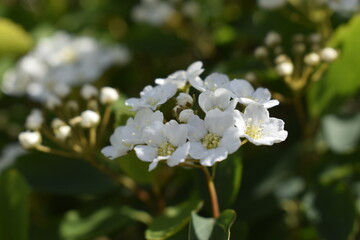 Blooming white flowers of the spirea vangutta bush.