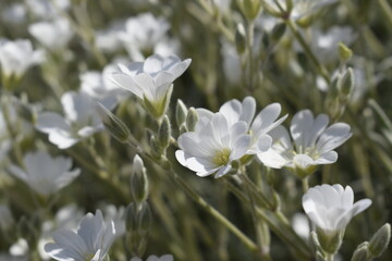 Close-up of small white jaskolka flowers among little green leaves.