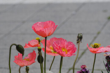 poppy flowers in the field
