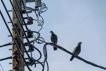 Doves and pigeons clinging on electric wire. Found in Bangkok, Thailand.