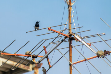 Cute little magpie perched on an old television antenna. This photo was taken on the outskirts of Bangkok, Thailand.