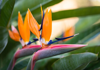 Exotic tropical flower Strelizia Reginae also named Bird of Paradise