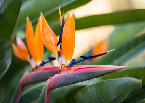 Exotic tropical flower Strelizia Reginae also named Bird of Paradise