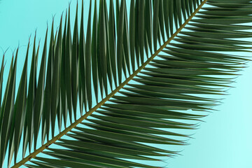 palm tree single branch leaves on sky background, tropical scene