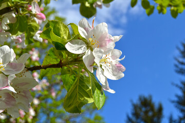 White and pink buds and blossoms of apple tree flowering in on orchard in spring. Branches full with flowers with open petals in sunlight. Seasonal floral spring scenery