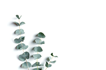 Green eucalyptus branches on white background. Minimal aesthetic botanical flat lay, spa wellness concept, top view green leaves of fresh plant eucalyptus, isolated, copy space