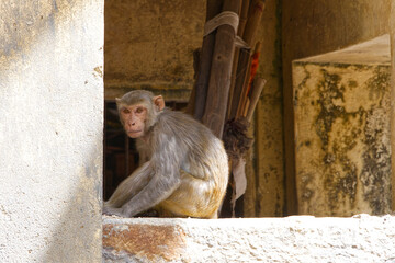 One monkey sitting in the court yard alone looking at the camera