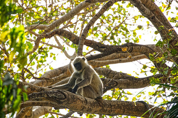 Macaque sitting on the tree trunks at a public area