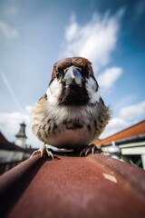 serious sparrow taking a selfie in the city