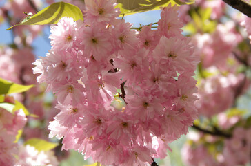 Branches of light pink cherry tree (sakura) in full bloom close-up in the park against a blurred background
