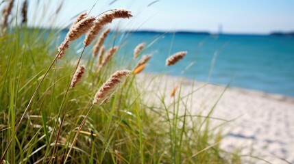 Sedge plant in front of a scenic seashore