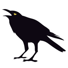crow