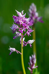 Helmknabenkraut (Orchis militaris)
