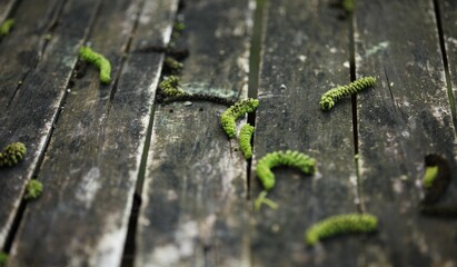 A table made of gray boards, green walnut leaves on the table