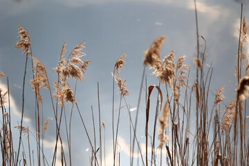 Źdźbła trawy z kroplami rosy w promieniach porannego słońca. Żółte nad wodą.  © DarSzach