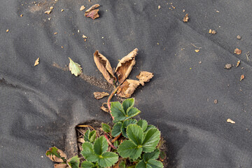 Dry leaves of strawberries. Strawberry care in spring. Natural. Top view