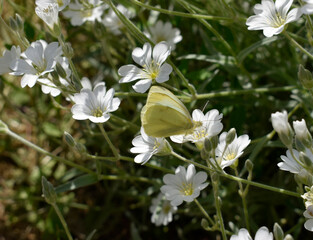 White butterfly "cabbage" among the blooming yaskolka.