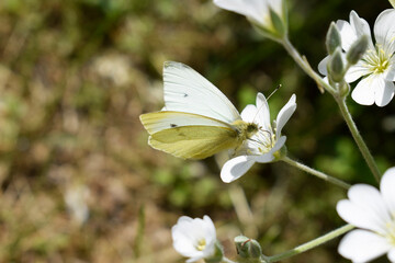 White butterfly 