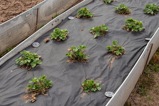 Growing strawberries in the garden. Garden bed. Covering material. Dry leaves of strawberries. Strawberry care in spring