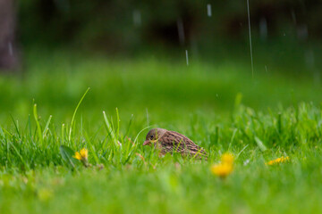 Obraz premium a young house sparrow is sitting on the green lawn with buttercups at a rainy spring day